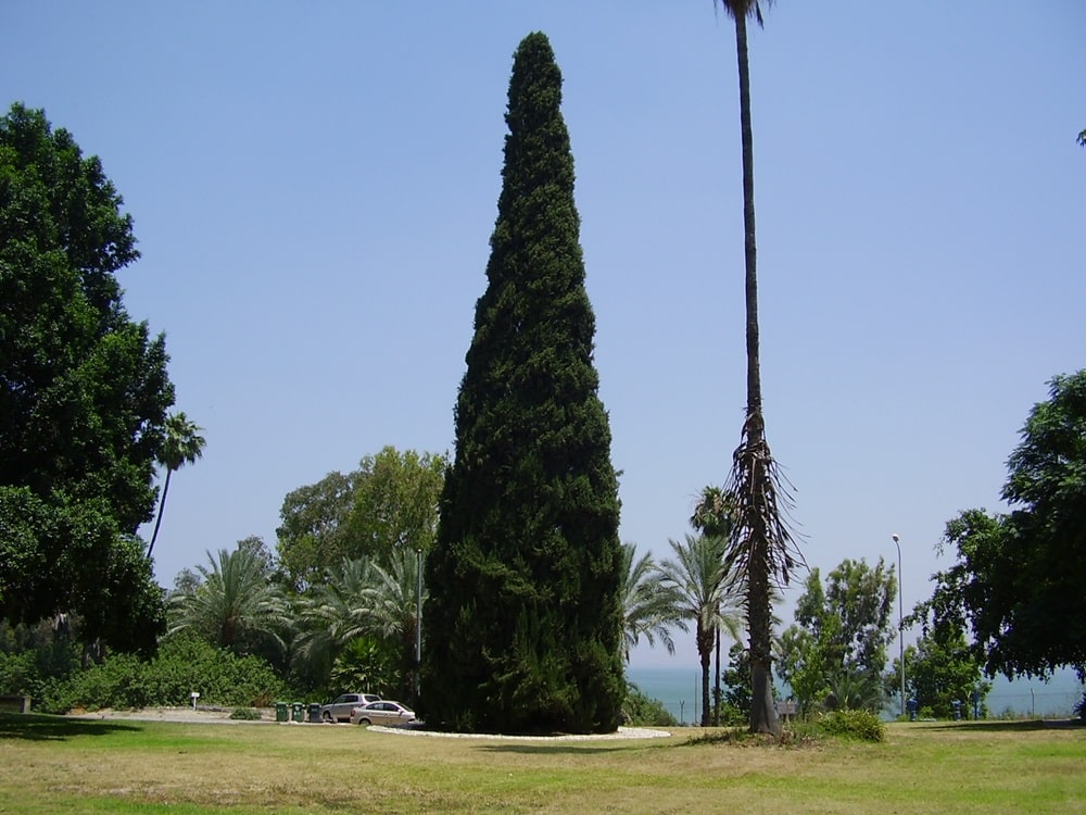 עץ המדינה בקיבוץ דגניה