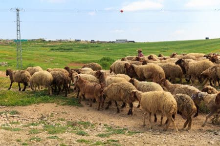 כבשים ורועה צאן על רקע שדה ועמודי חשמל