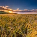 שדה חיטה זהוב לאור השקיעה