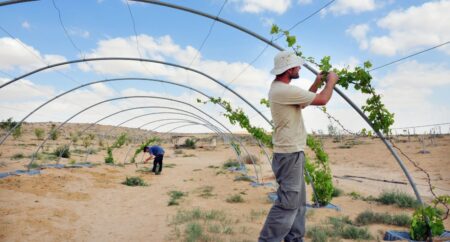חקלאות ישראלית