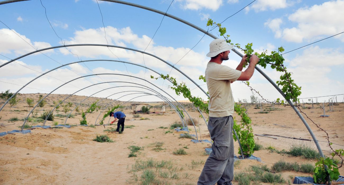 חקלאות ישראלית