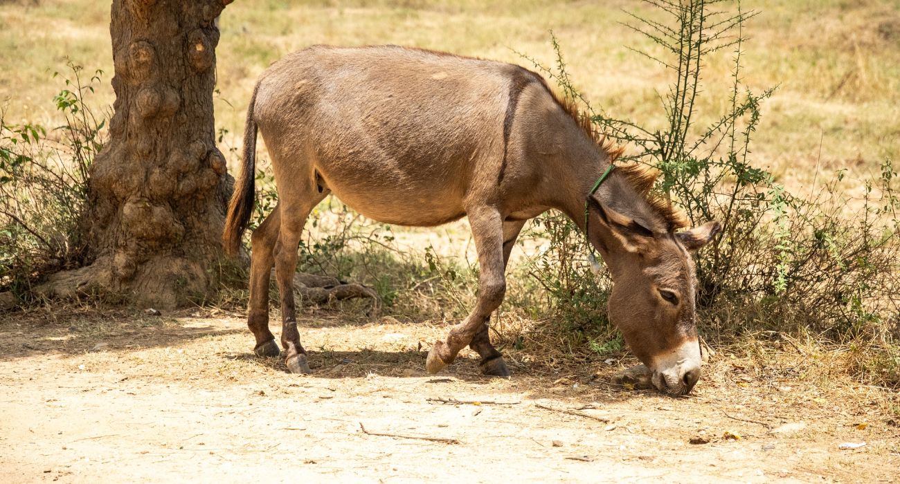 "משה ושמואל נהגו רק בחמור הפרייבט שלהם"