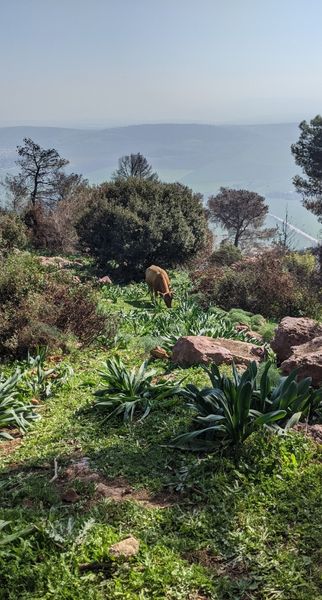 פסגת הר תבור צילום: יוטבת פייראיזן-וייל. מתוך אתר ויקיפיקי