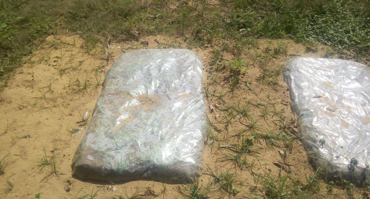 להפסיק להילחם בחום ולהתחיל לנצל אותו. חיטוי סולארי של הקרקע