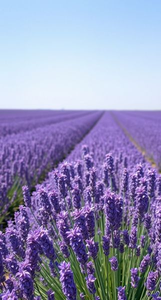 השרידים הארכיאולוגיים התגלו הודות לצורך במקור מים לחוות הלבנדר